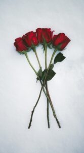 Rose is a rose is a rose is a rose…